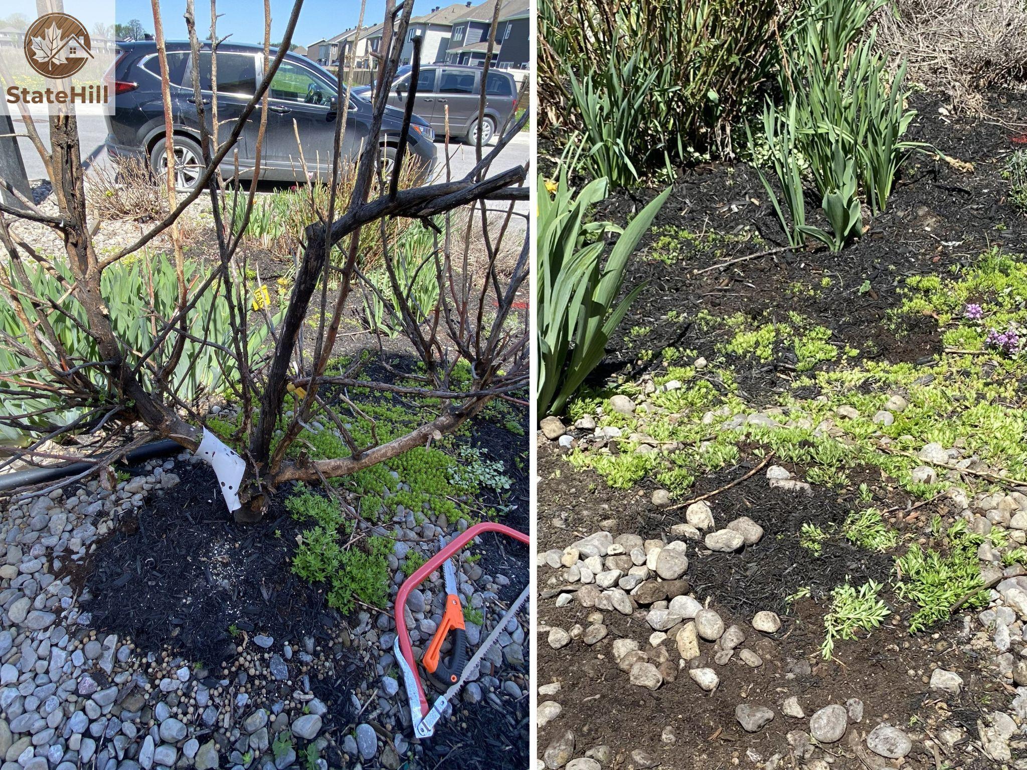 Composite image of the original tree and the same location after the tree`s removal